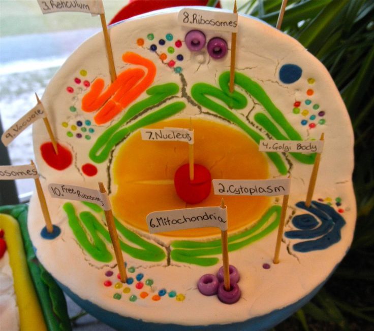 how to make a 3d plant cell